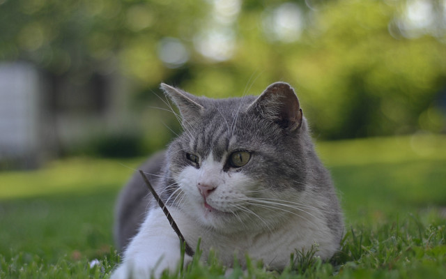 Cat grass stick background bokeh free wallpaper - medium preview image