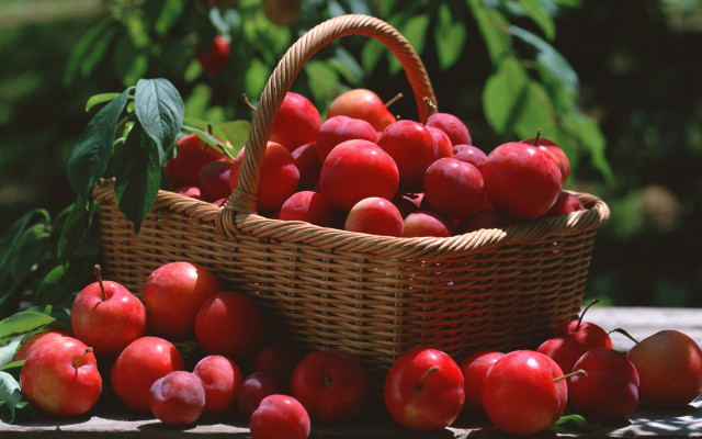 Basket apples trees leaves stilllife free wallpaper - medium preview image