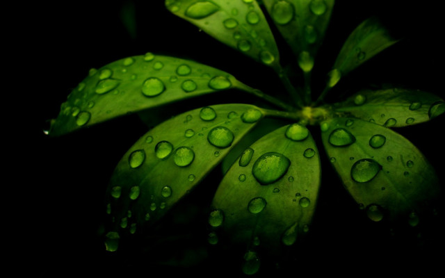 Green plant water droplets macro #6 free wallpaper - medium preview image