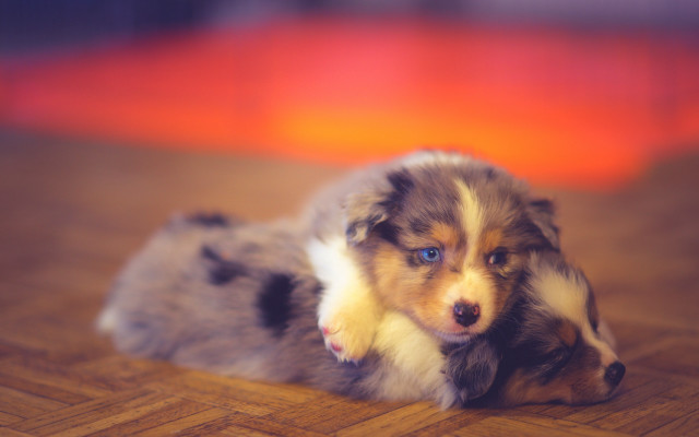 Puppy shiba inu cute blurry free wallpaper for desktop - medium preview image