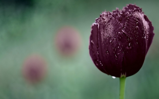 Purple flower water droplets gothic free wallpaper - medium preview image