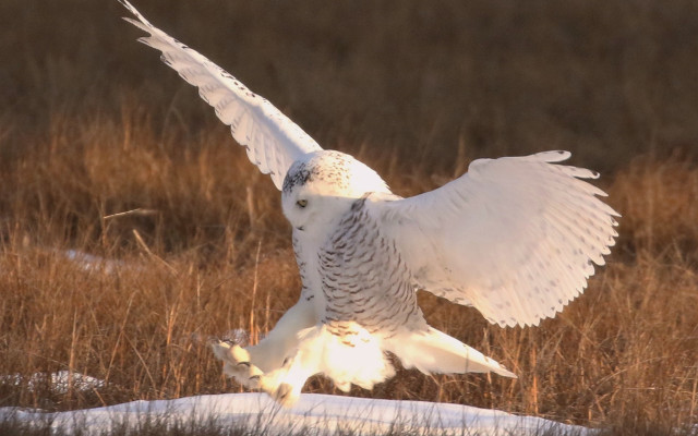 White owl flying over snowy free wallpaper - medium preview image