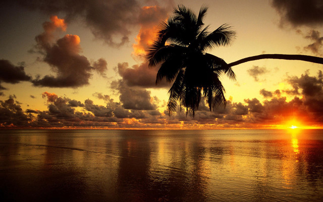 Palm tree sunset ocean clouds free wallpaper - medium preview image