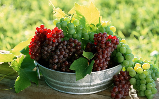 Grapes leaves outdoor stilllife photorealism free wallpaper - medium preview image