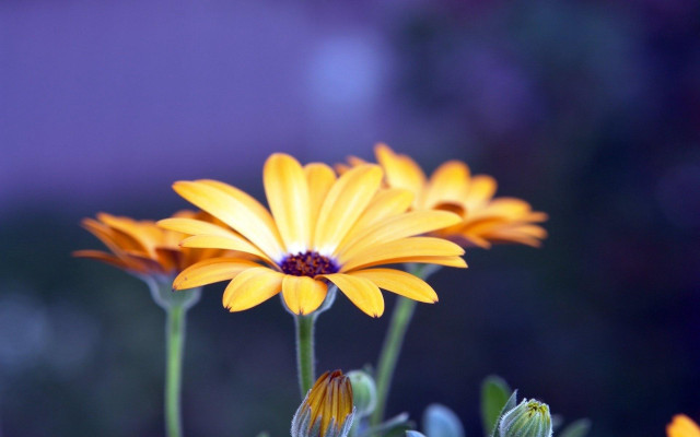 Yellow flower purple background macro free wallpaper - medium preview image
