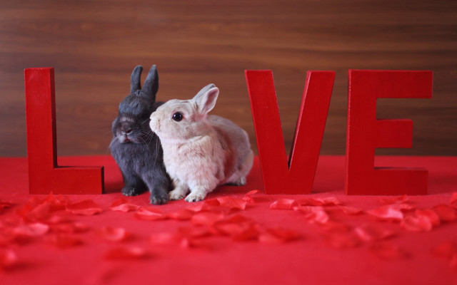 Two rabbits love sign petals free wallpaper - medium preview image