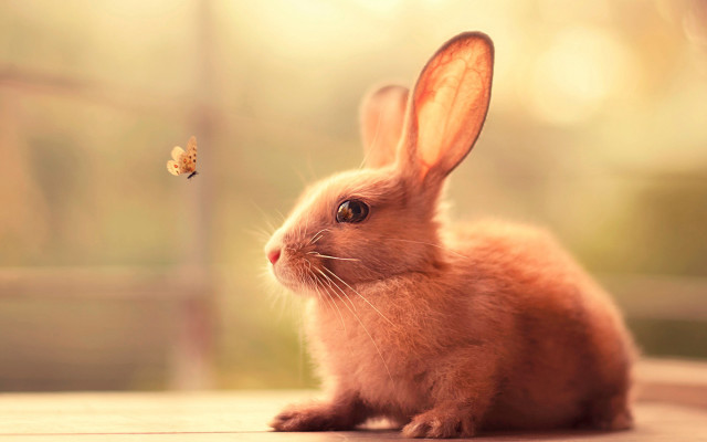 Small rabbit butterfly sunny magic free wallpaper - medium preview image