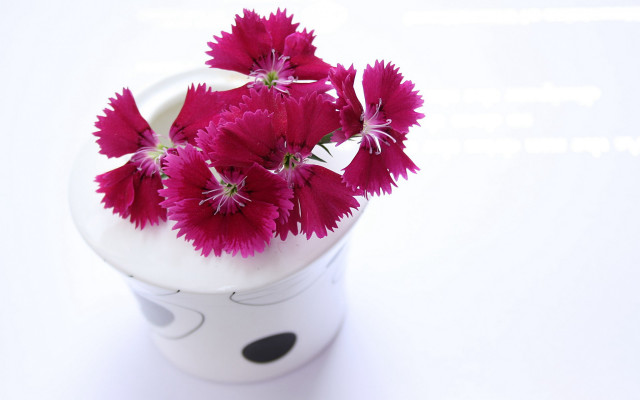 White vase red flowers table free wallpaper - medium preview image