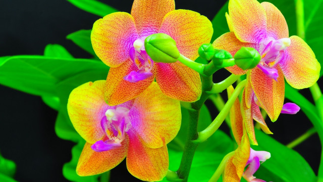 Flower green leaves macro vivid free wallpaper - medium preview image