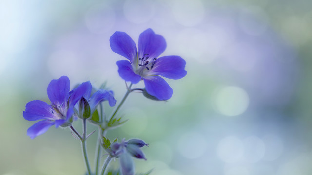 Purple flower bokeh macro bug free wallpaper - medium preview image