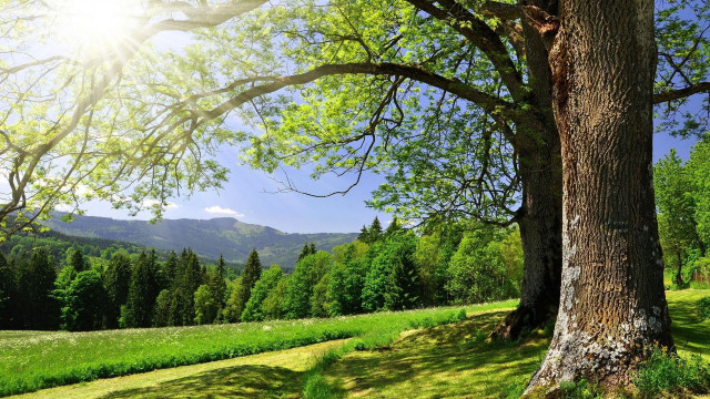Tree mountain sunshine autumn bench free wallpaper for desktop - medium preview image