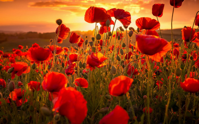 Red flower sunset clouds autumn free wallpaper - medium preview image