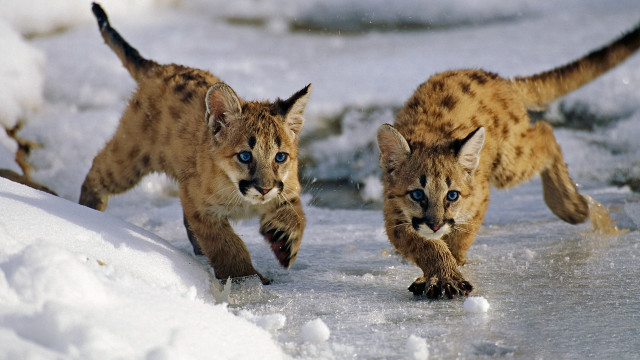 Lynx cubs running snow colorized free wallpaper - medium preview image