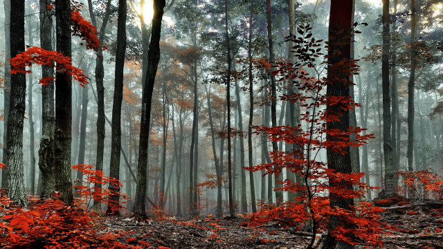 Red forest foggy sky autumn free wallpaper - medium preview image