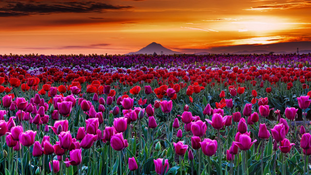 Flower field sunset mountain cloudy free wallpaper - medium preview image