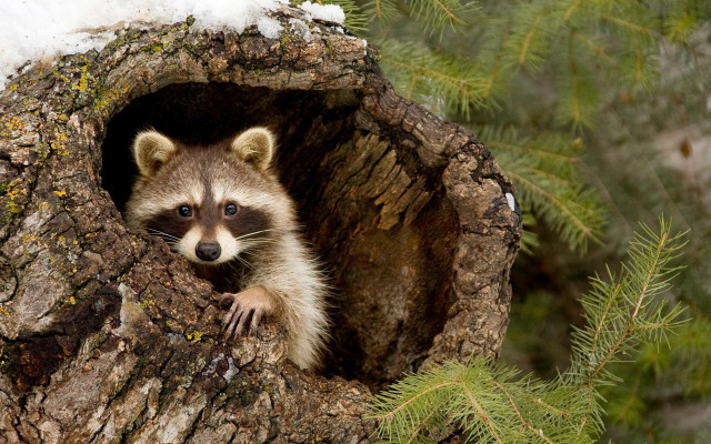 Raccoon tree trunk snow forest free wallpaper for desktop - medium preview image