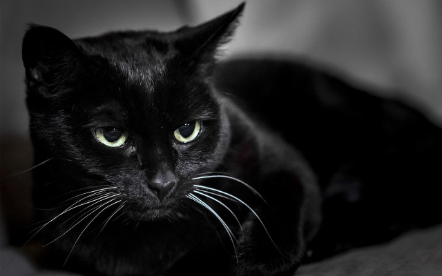 Black cat green eyes laying #5 free wallpaper - medium preview image