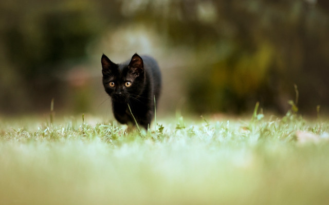 Black cat field trees blurry free wallpaper - medium preview image