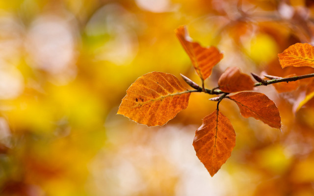 Branch leaves autumn fire orange free wallpaper - medium preview image
