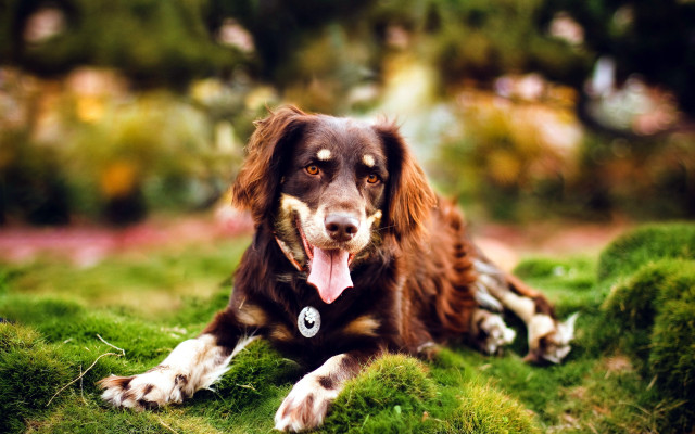 Dog grass tongue photorealism bokeh free wallpaper - medium preview image