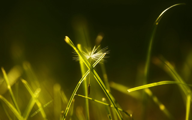 Grass blurry bokeh macro night free wallpaper - medium preview image