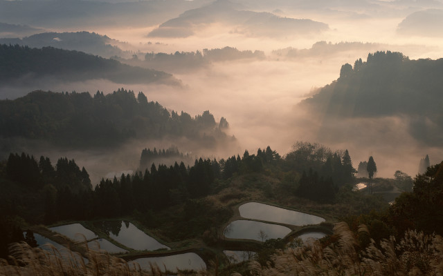 Foggy valley trees birds mountain free wallpaper - medium preview image