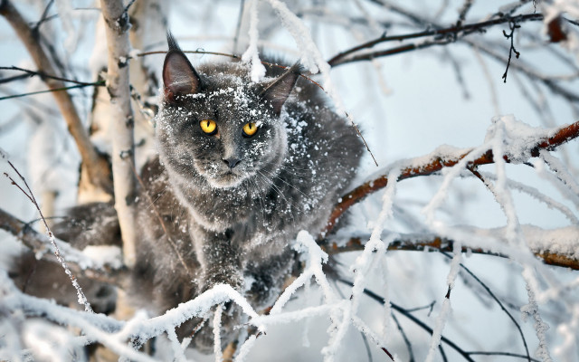 Cat yellow eyeshadow snow tree free wallpaper - medium preview image