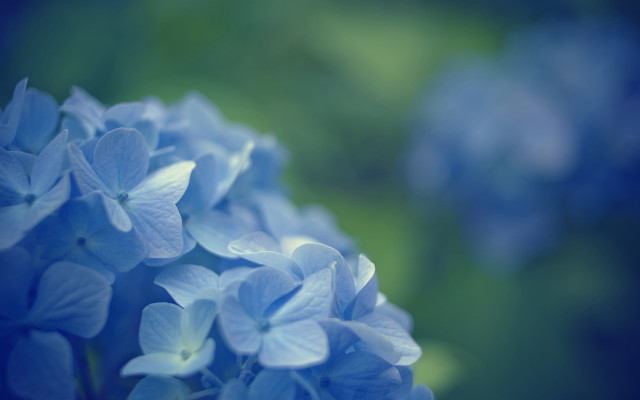 Blue flower macro butterfly daisy free wallpaper - medium preview image