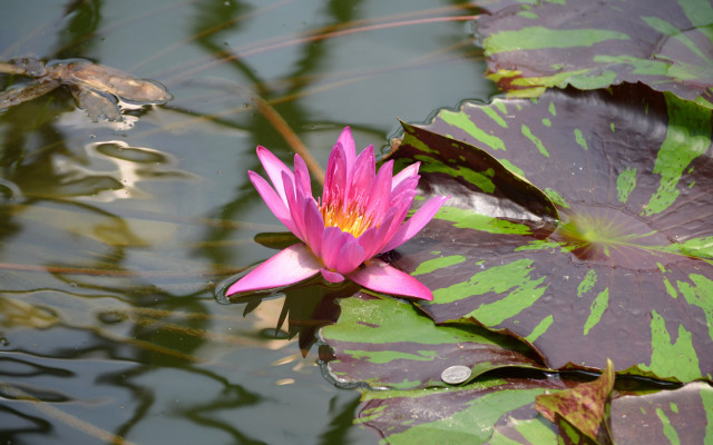 Pink flower pond lilies frog free wallpaper - medium preview image
