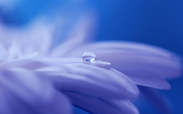 Flower drop water blue sky free wallpaper - medium preview image
