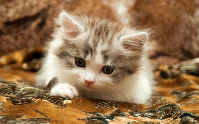 Small kitten blurry rococo cute free wallpaper - medium preview image