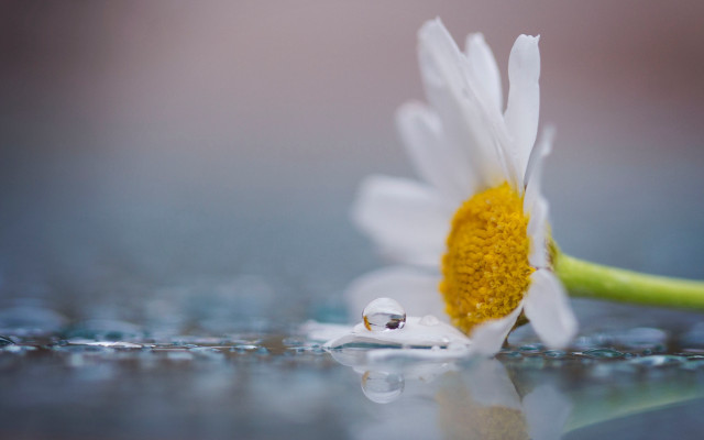 Daisy water droplets green stem free wallpaper - medium preview image