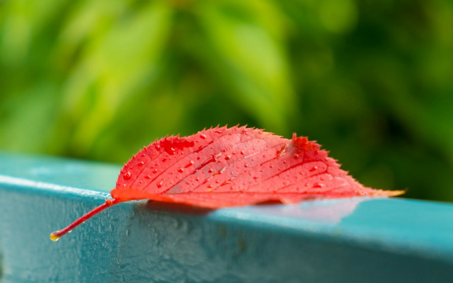 Red leaf water droplets blue free wallpaper - medium preview image