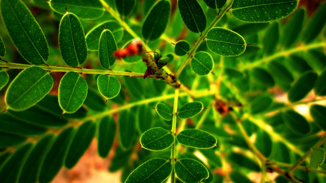 Green leaf macro bokeh blurry free wallpaper - medium preview image