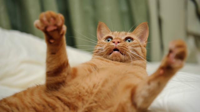 Cat back paws up blue free wallpaper - medium preview image