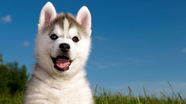 Husky smiling dog grass blue free wallpaper - medium preview image