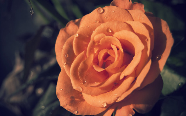 Yellow rose water droplets macro #2 free wallpaper - medium preview image
