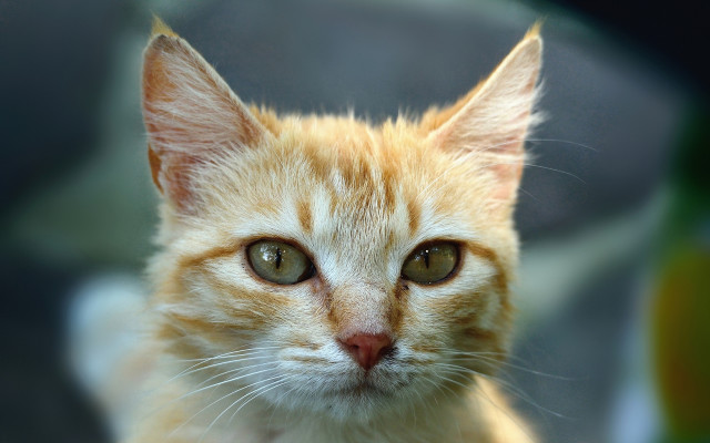 Cat orange blurry background depth free wallpaper - medium preview image