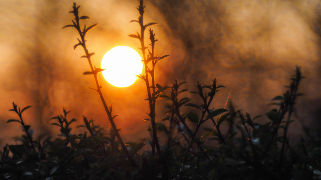 Sun fog bush leaves macro free wallpaper - medium preview image