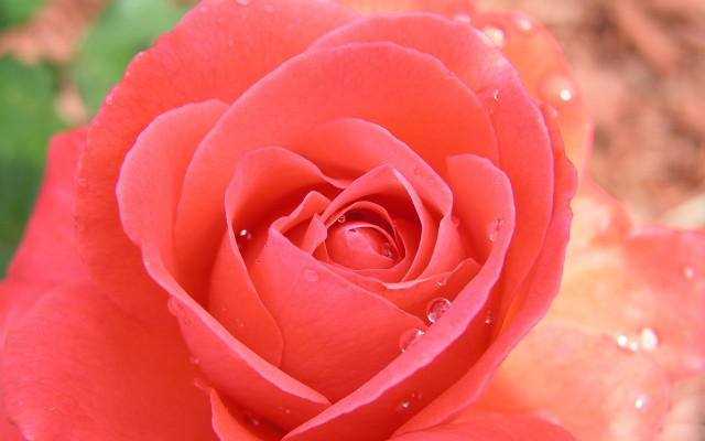 Red rose water droplets macro #27 free wallpaper - medium preview image