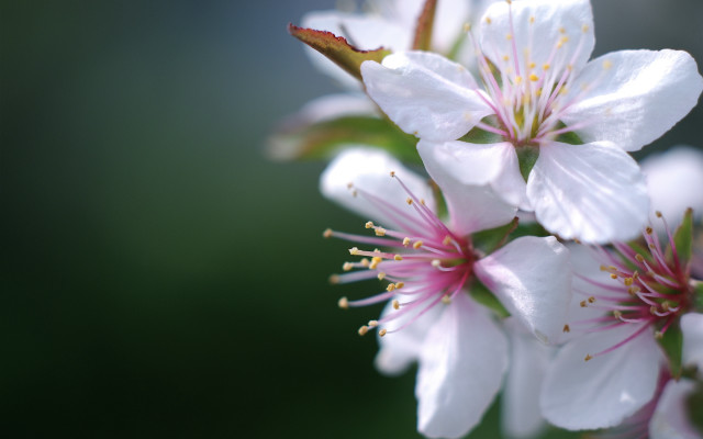 Camellia daisy lily lotus flower free wallpaper - medium preview image