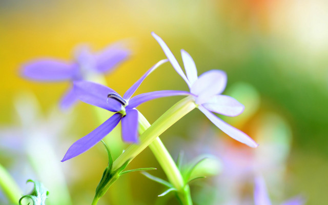 Purple flower macro blurry background free wallpaper - medium preview image