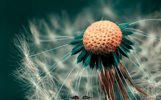 Dandelion blue center green tips free wallpaper - medium preview image