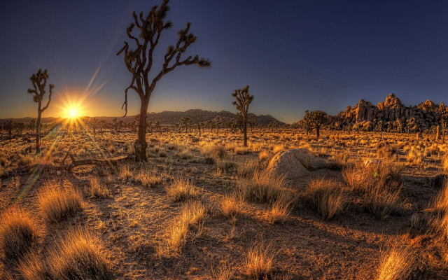 Desert sunset tree rocks bushes free wallpaper - medium preview image