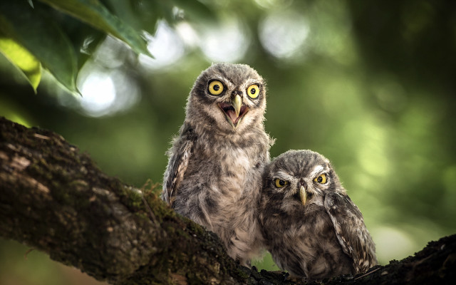 Two owls on branch blurry free wallpaper - medium preview image