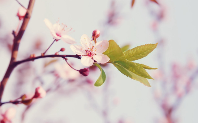 Branch cherry blossoms blue sky #2 free wallpaper - medium preview image