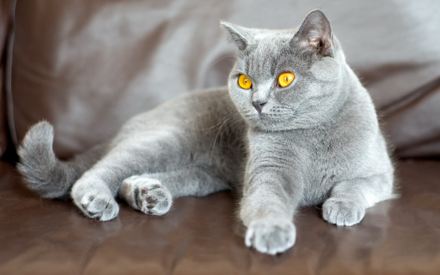 Gray cat yellow eyes couch #2 free wallpaper - medium preview image