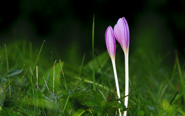 Purple flowers green leaves macro #2 free wallpaper - medium preview image