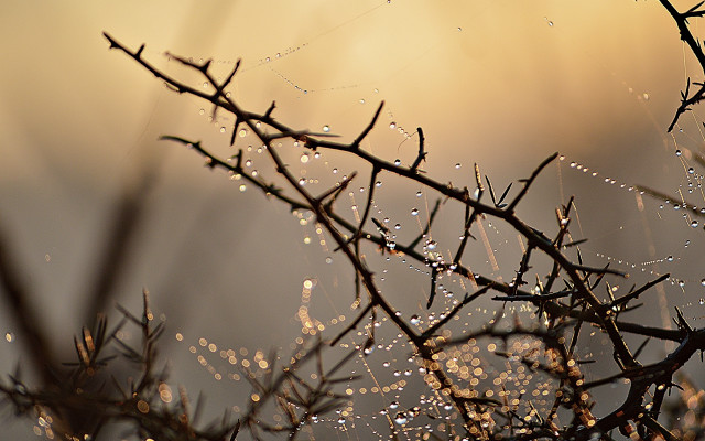 Branch water drops evening sun free wallpaper for desktop - medium preview image