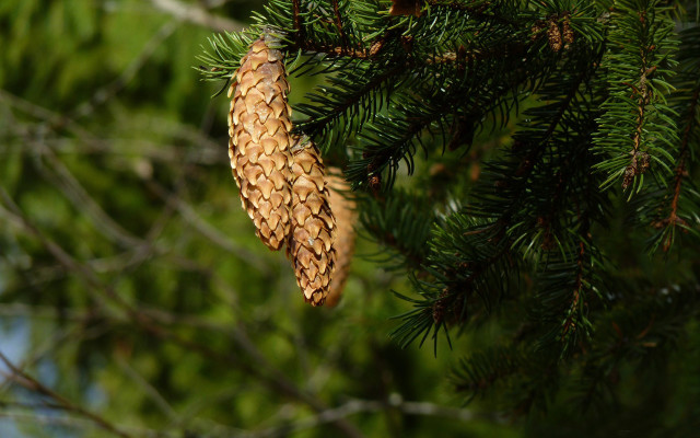 Pine cone branch needles blue free wallpaper - medium preview image